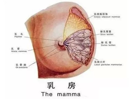 游泳湿气寒气怎么祛除,祛除体内寒气湿气的药