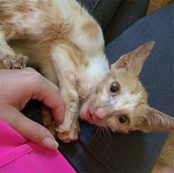 被撞的浪猫下巴严重的脱臼歪斜，想不到却意外成了它的特色招牌！