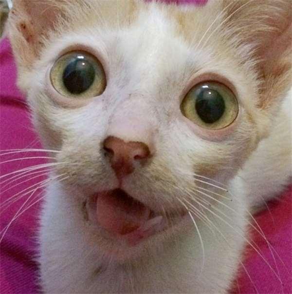 被撞的浪猫下巴严重的脱臼歪斜，想不到却意外成了它的特色招牌！
