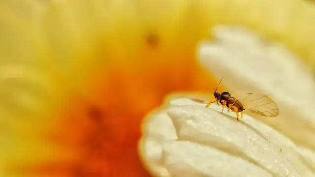 cmpa是什么,cmpa手机摄影欣赏