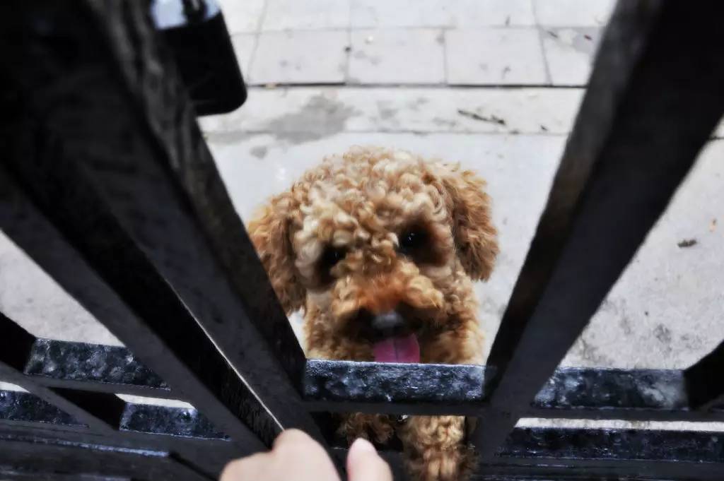 厦门曾经的鼓浪屿,这才是厦门的富人区