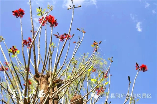 泸西旅游攻略一日游,去云南红河攻略