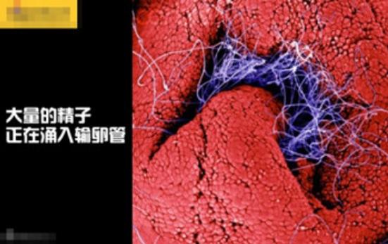 真实拍摄人类胚胎发育过程,10张图带你了解孕育全过程