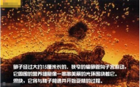 真实拍摄人类胚胎发育过程,10张图带你了解孕育全过程