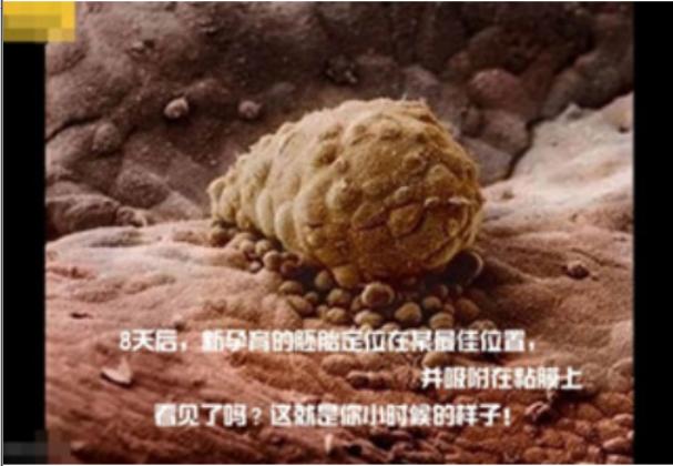真实拍摄人类胚胎发育过程,10张图带你了解孕育全过程