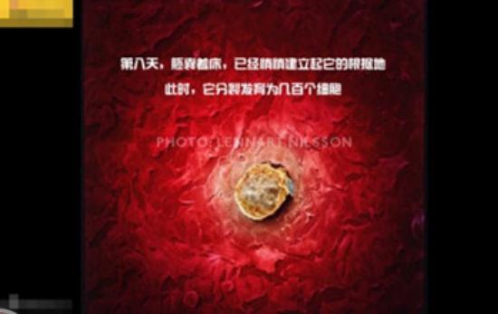真实拍摄人类胚胎发育过程,10张图带你了解孕育全过程