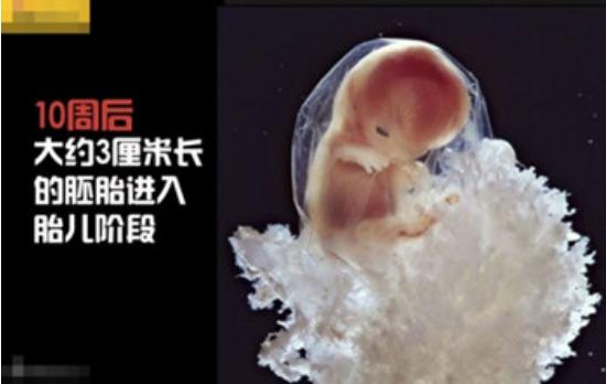 真实拍摄人类胚胎发育过程,10张图带你了解孕育全过程