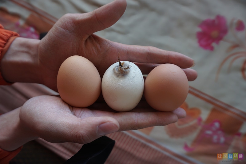 怪异鸡蛋,从鸡蛋里面生出来的真实怪物