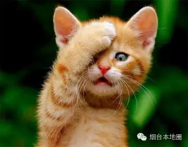 淄博和烟台差距大吗,烟台和青岛差距多大