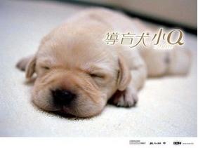 北京导盲犬乔乔,北京导盲犬乔乔最新消息