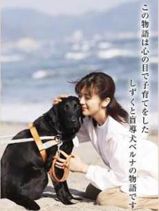 北京导盲犬乔乔,北京导盲犬乔乔最新消息