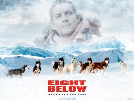 北京导盲犬乔乔,北京导盲犬乔乔最新消息