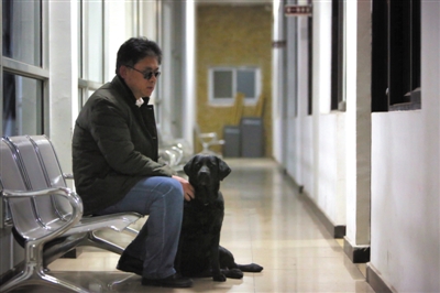 北京导盲犬乔乔,北京导盲犬乔乔最新消息