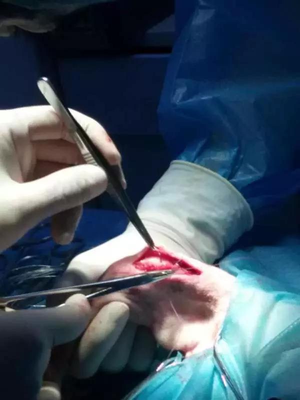 当宠物医生的感受,做宠物医生要什么条件