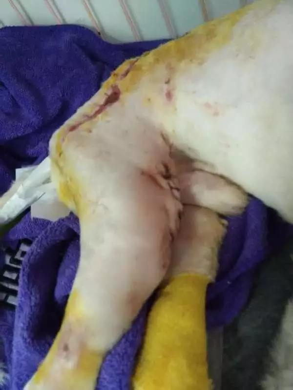 当宠物医生的感受,做宠物医生要什么条件