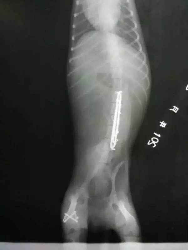 当宠物医生的感受,做宠物医生要什么条件