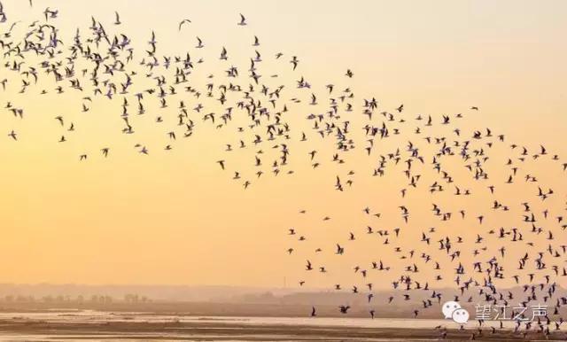 还不过来瞅瞅—望江人必须知道的那些“望江名片”