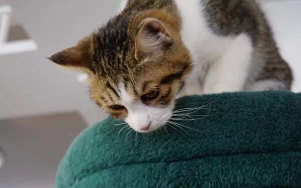 广州宠物咖啡馆,广州宠物咖啡厅推荐