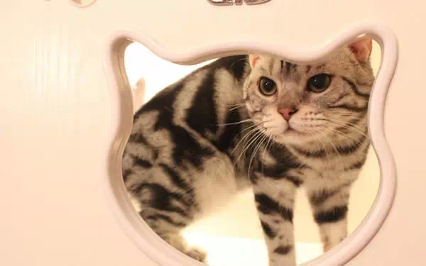 广州宠物咖啡馆,广州宠物咖啡厅推荐