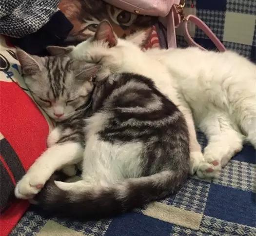 广州宠物咖啡馆,广州宠物咖啡厅推荐