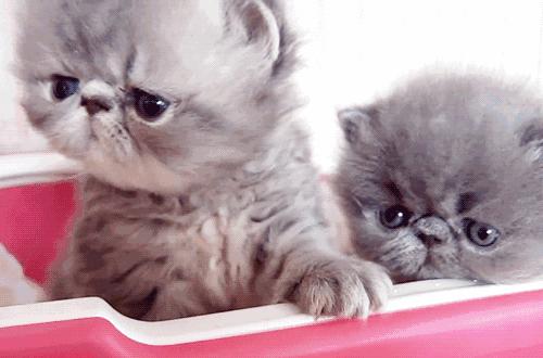 广州宠物咖啡馆,广州宠物咖啡厅推荐