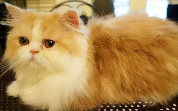 广州宠物咖啡馆,广州宠物咖啡厅推荐