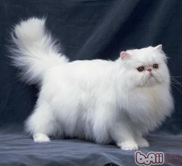 超级可爱的十大萌宠可以在家养,好养又干净的宠物萌宠