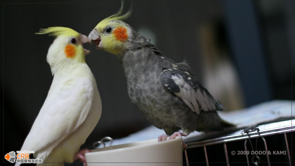 超级可爱的十大萌宠可以在家养,好养又干净的宠物萌宠