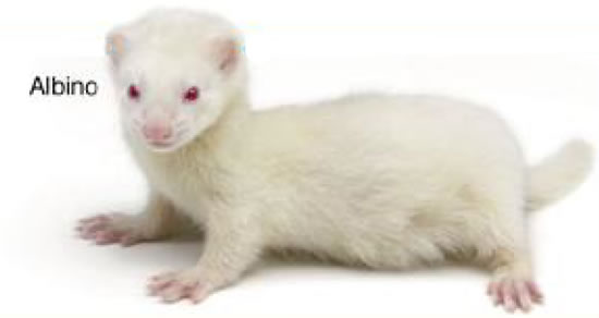 超级可爱的十大萌宠可以在家养,好养又干净的宠物萌宠