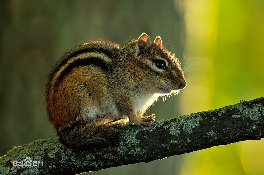 超级可爱的十大萌宠可以在家养,好养又干净的宠物萌宠