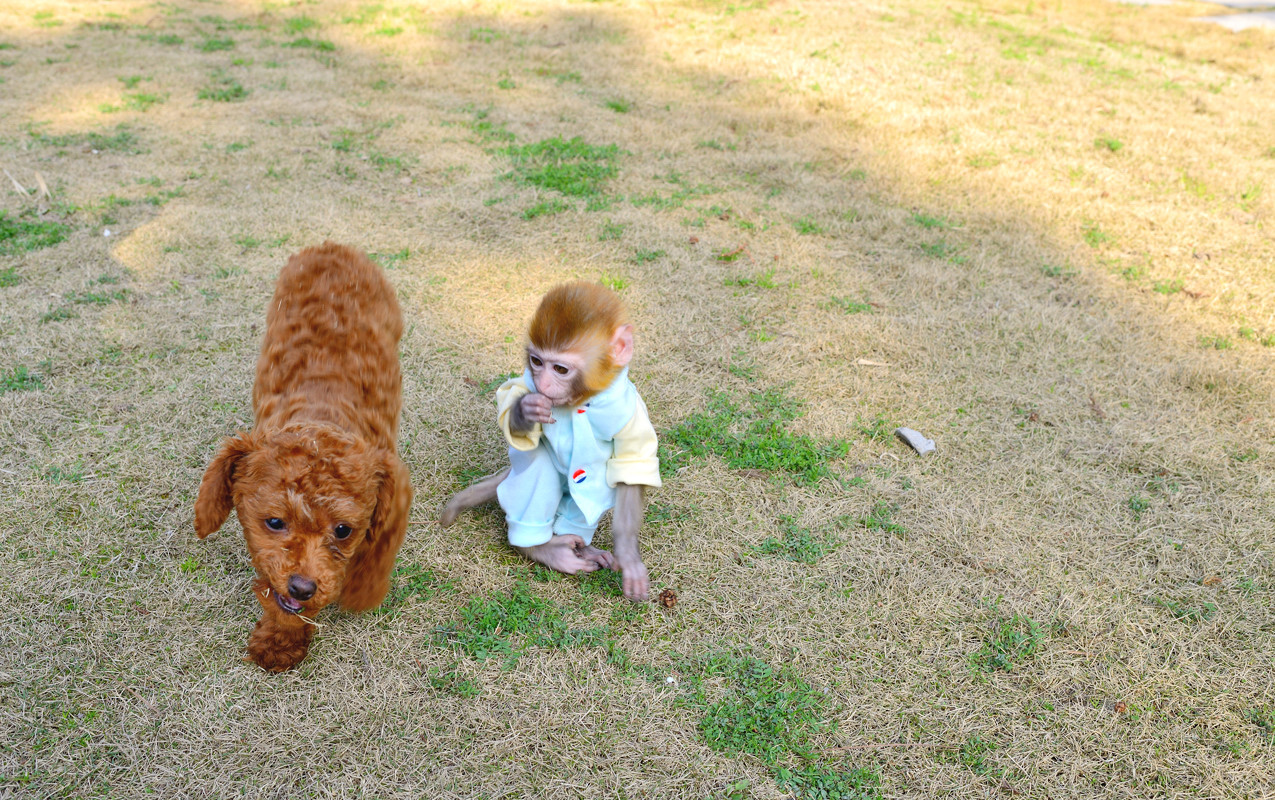超级可爱的十大萌宠可以在家养,好养又干净的宠物萌宠