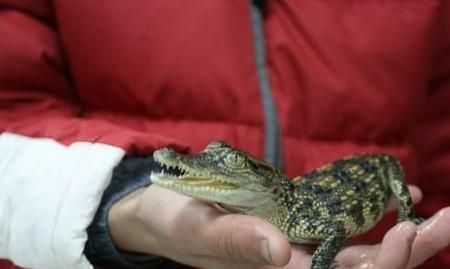 超级可爱的十大萌宠可以在家养,好养又干净的宠物萌宠