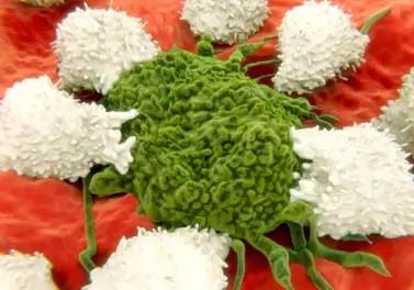 杀死癌细胞就这么简单？别信！“专家”石原疑似日本“张悟本”