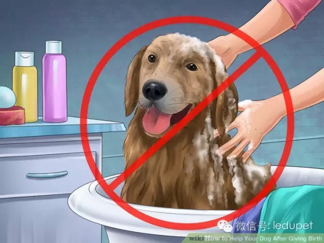 狗妈妈坐月子,狗妈妈跟狗宝宝月子怎么护理