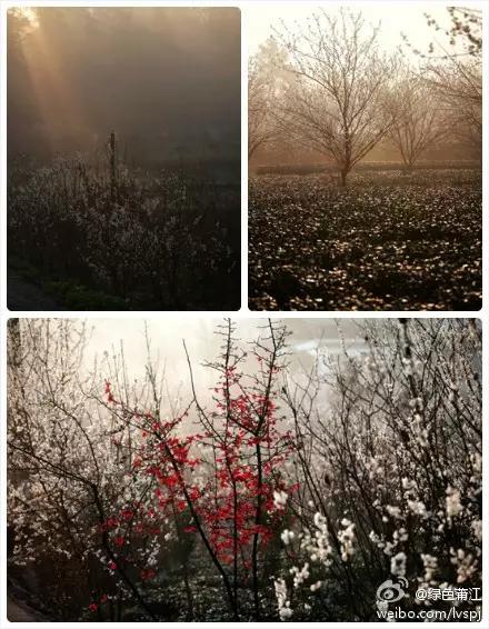 2022成都春季赏花地图,成都赏荷地图出炉啦