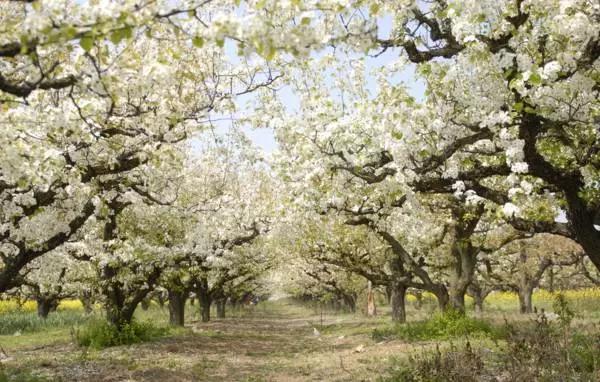 2022成都春季赏花地图,成都赏荷地图出炉啦