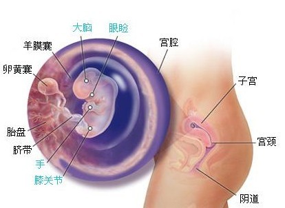 孕期记录第八周,我怀孕八周才看到孕囊正常吗