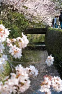 花沁心扉，见我尤怜