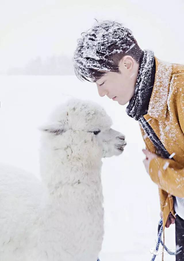 是胡不是霍，2016，最温情的冬季恋歌！虐死单身狗，纯虐！