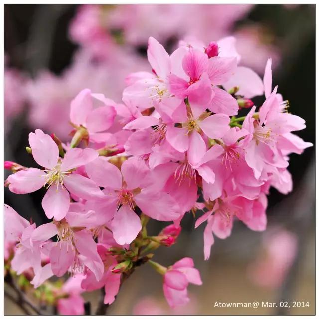 明珠楼白云山风景,白云山明珠楼