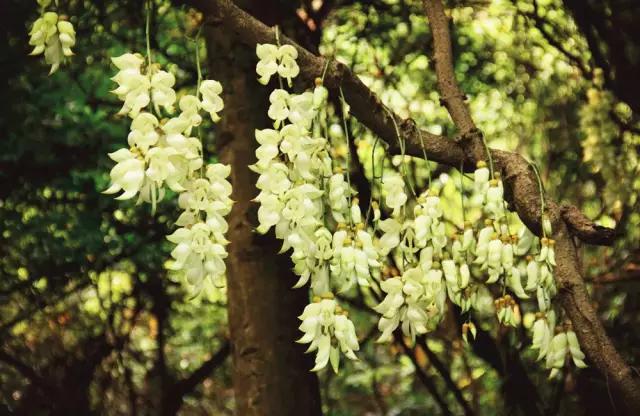 明珠楼白云山风景,白云山明珠楼