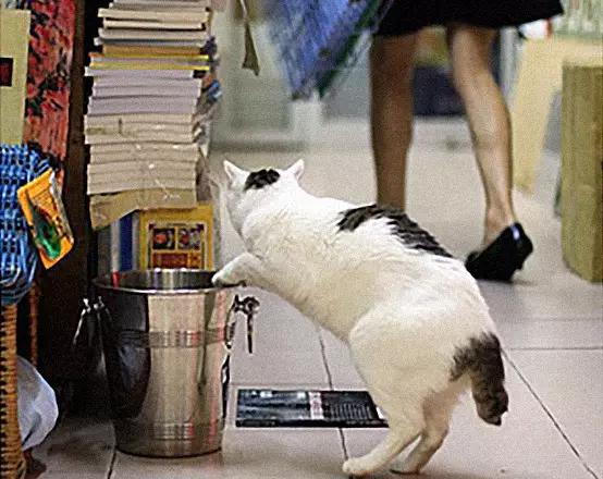 物道丨这家书店，养了33年的猫