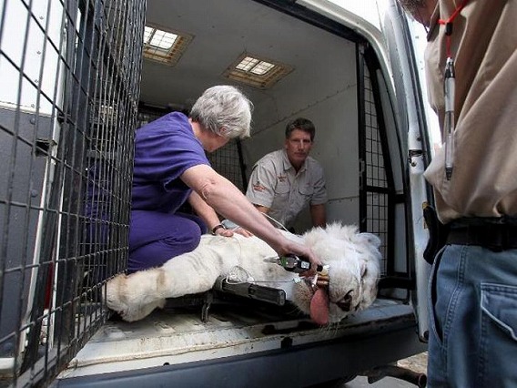 猫咪蛀牙严重怎么治,猫咪关于牙齿的治疗