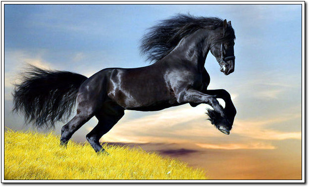 最珍稀的汗血宝马,世界上现存的汗血宝马的现状