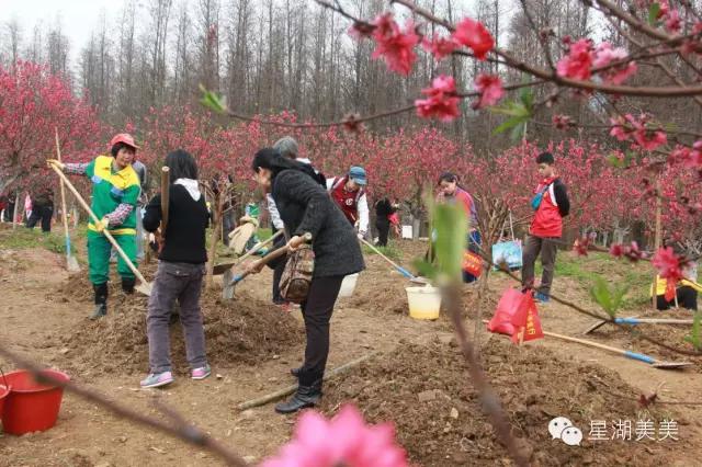 七星岩景区桃花,肇庆七星岩的桃花是什么颜色的