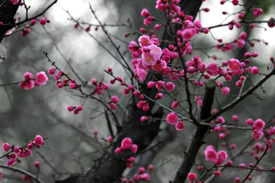 赏梅的正当时候,最是一年春光好踏春赏梅正当时