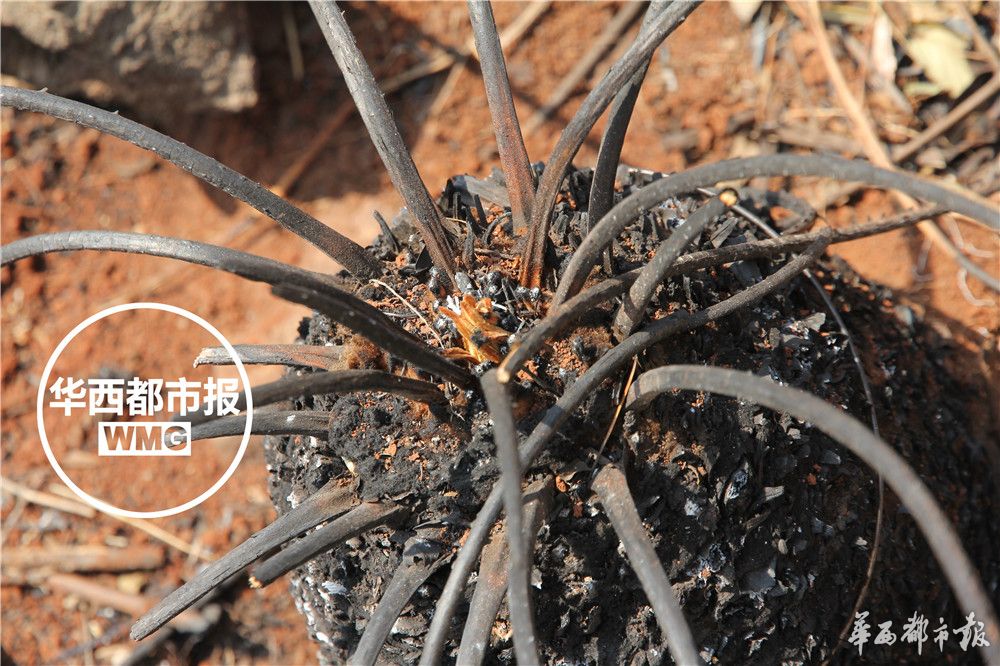 苏铁被称为什么地球上的活化石,苏铁是活化石植物吗