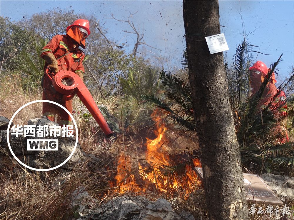 苏铁被称为什么地球上的活化石,苏铁是活化石植物吗