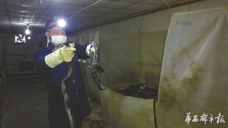 眼镜蛇大王,四川南充有眼镜蛇