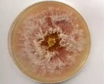 广西人警惕这种零食为一级致癌物,南宁人注意这些水果千万别买